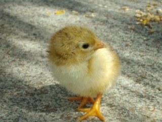 Bienvenidos a la granja 